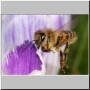 Apis mellifera - Honigbiene 12.jpg